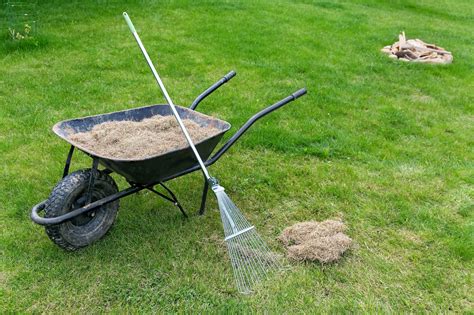 How To Dethatch Your Lawn A Step By Step Guide Trugreen