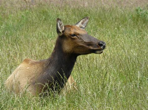 American Elk Mammals Of Wisconsin · Inaturalist
