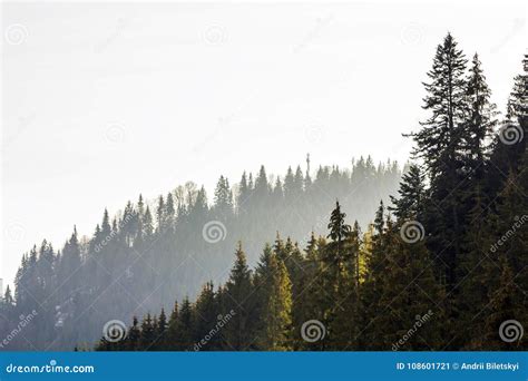 Pine Trees In Mountain Forest Stock Image Image Of Mountain
