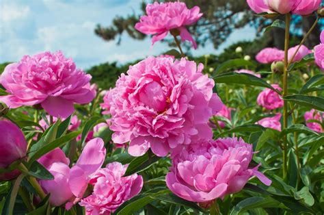 Love Pink Flowers These Top 8 Will Brighten Your Garden And Your Mood