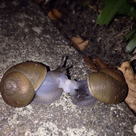 Mating Snails ️🐌 Snail Stephen Hawking Science