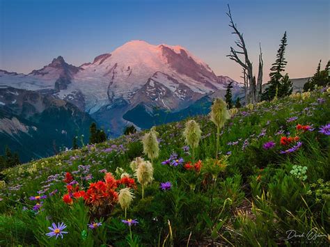 Hd Wallpaper Flowers Mountains Meadow Mount Rainier National Park