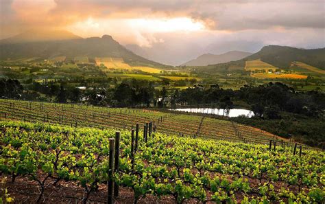 Wine Tourism In The Western Cape Has Grown By 16