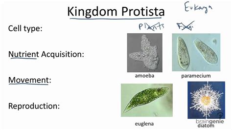 Kingdom Protista Examples