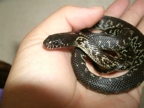 Baby King Snake
