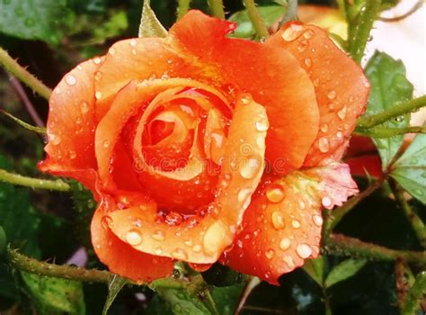 Orange Rose After Rain Stock Image Image Of Drops Roses 149359215