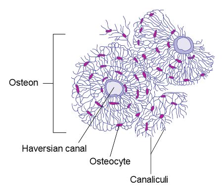 Bone cell Wiki