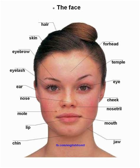 Human Face Parts Name List Parts Of The Mouth Useful Mouth Parts