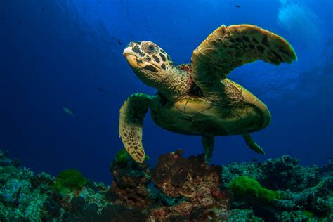 Top Five Places To See Sea Turtles Scuba Diver Life