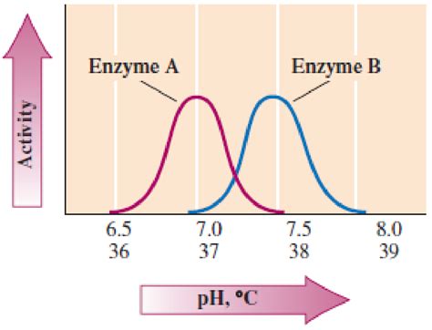 The Following Graph Shows The Relationship Between Enzyme Activity And