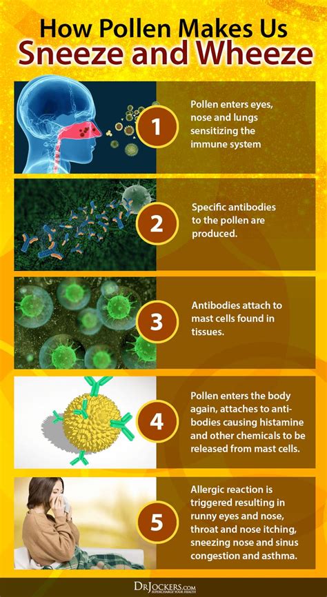 Pollen Allergies Symptoms And Natural Support Strategies Seasonal