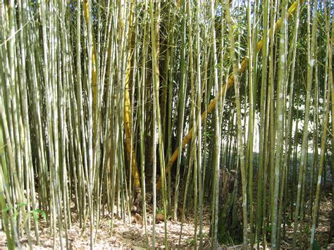 Creating A Walk Through Bamboo Forest Life With Bamboo