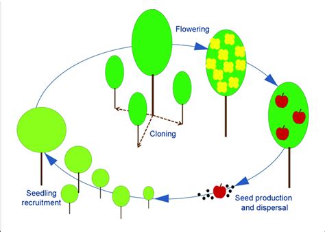 Schematic Representation Of An Angiosperm Life Cycle Adult Plant Can