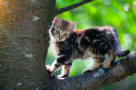 Kitten On A Tree Stock Image Image Of Warm Adorable 47812381