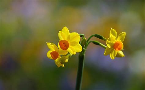 Yellow Narcissus Yellow Narcissus Flowers Nature Hd Wallpaper