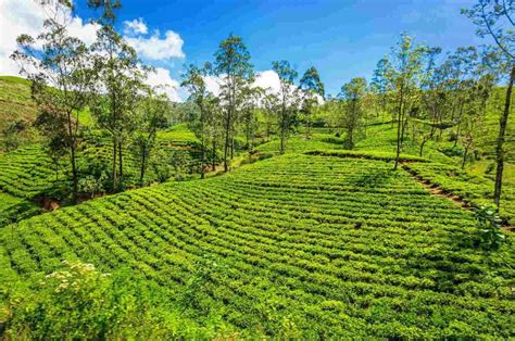 Pedro Tea Estate In Sri Lanka Tripazing