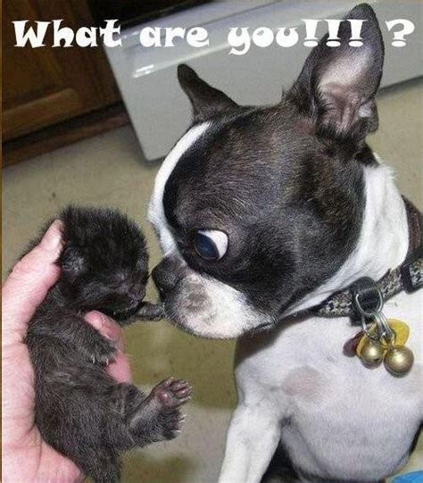 11 Best Boston Terrier Funny Quotes Images On Pinterest Adorable Animals Funny Animal And