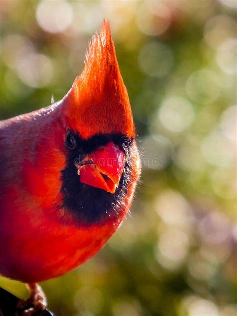 Red Cardinal Stock Image Image Of Beak Mohican Feeding 99302717