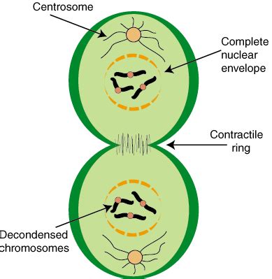 The result is two centrosomes, each with its own pair of centrioles. BOLO Biology Newsletter Archive: Daily Newsletter: October ...