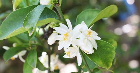 Benefits of forever aloe blossom herbal tea this is a list of the benefits of forever aloe blossom herbal tea: Orange Blossom Benefits - Aynara Beauty