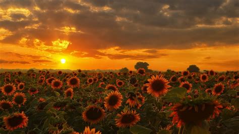 Sunflowers Field At Sunset Wallpapers Wallpaper Cave