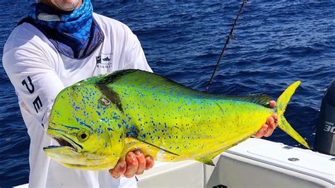 This lemon garlic butter sauce is sensational. Color Changing Fish Catch and COOK -MAHI MAHI - YouTube