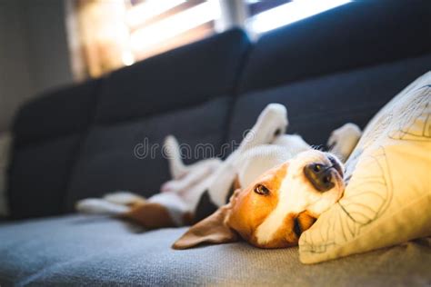 Beagle Dog Tired Sleeps On A Cozy Couch In Bright Room Funny Position