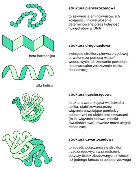 Budowa białek :: Biotechnologia: e-biotechnologia.pl