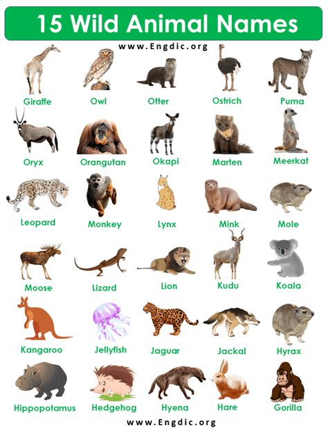 15 Wild Animals Name Wild Animal Names List In English Engdic