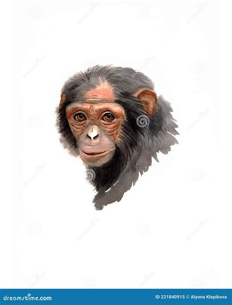 Watercolour Illustration Of A Head Chimpanzee Stock Illustration