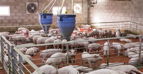 The canadian centre for swine improvement (ccsi) carries out national genetic evaluations for growth rate, back fat, litter size and meat and carcass quality. US hog futures drop to contract lows due to oversupply and ...