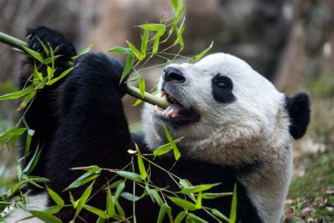 Oso Panda Un FÓsil Viviente De Seis Dedos