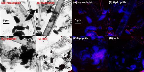 Herunterladen canon ip7200 treiber drucker download für windows 10, windows 8.1, windows 8, windows 7 und mac. Treiber Ip 7200 : The Alazami Syndrome Associated Protein Larp7 Guides U6 Small Nuclear Rna ...