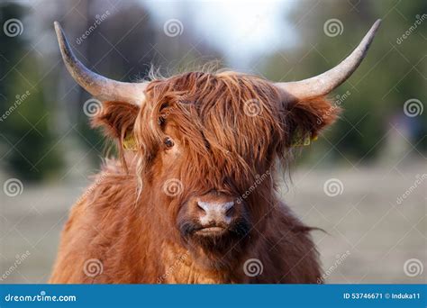Portrait Of Highland Cattle Stock Image Image Of Mammal Scotland