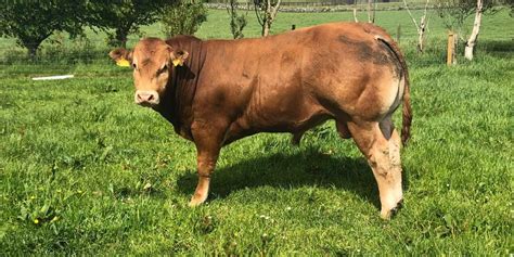 Tips To Getting A Young Bull Ready For Breeding