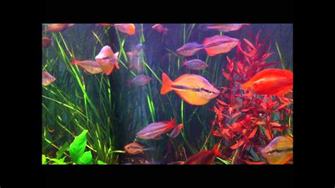 Nobody knows where the name of this fish came from, it's quite mysterious. Rainbow Fish Display - YouTube