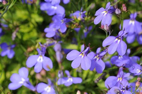 Great purple perennial flower for brightening up a shady garden! 19 Perennial Flowers for Sun (Gorgeous)