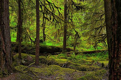 Hd Wallpaper Forest Trees Thickets Moss Wallpaper Flare