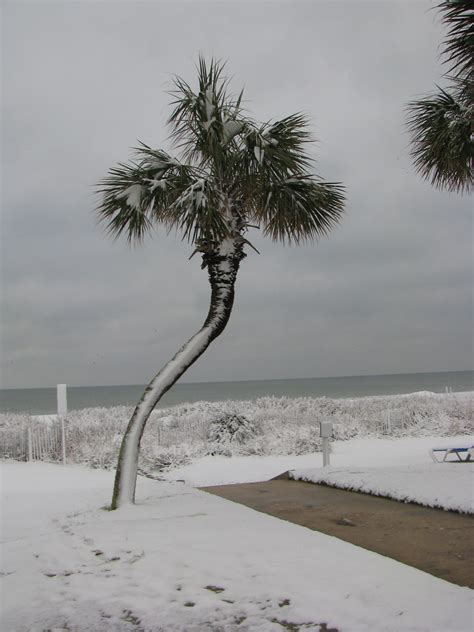 Snow Covered Palm Tree Myrtle Beach Sc Transplanted Mountaineer Flickr