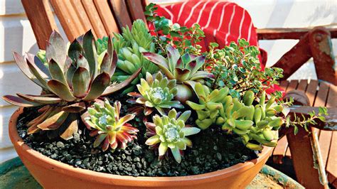 Many succulents grow naturally in rocks in nature, so planting succulents in such stones is not unique. How To Plant Succulents in Containers - Southern Living