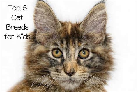 Top 5 Overall Best Cat Breeds for Children - CatVills