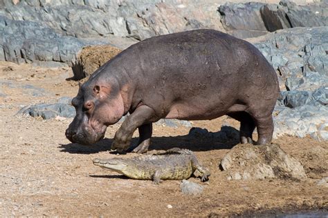 Filehippo And Croco Wikimedia Commons