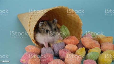 Cute Fluffy Hamster Stock Photo Download Image Now Affectionate