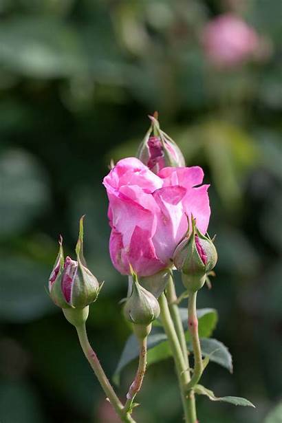 Rose Mary Rosa Wikimedia Commons Wiki Flickr
