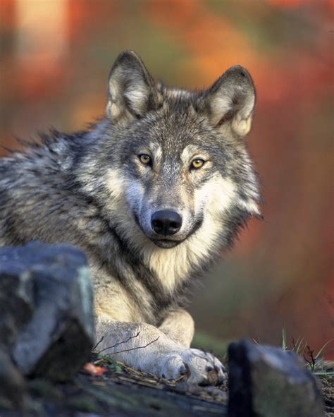 Court Ruling Signals Gray Wolves Need More Regions To Recover Center