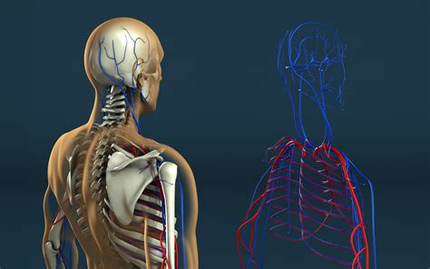 Human Anatomy By Stefan1502 On Deviantart