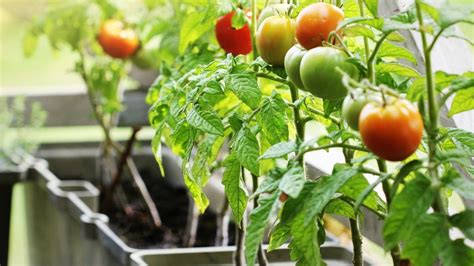 How To Grow Tomatoes In Pots And Containers And Get A Huge Harvest