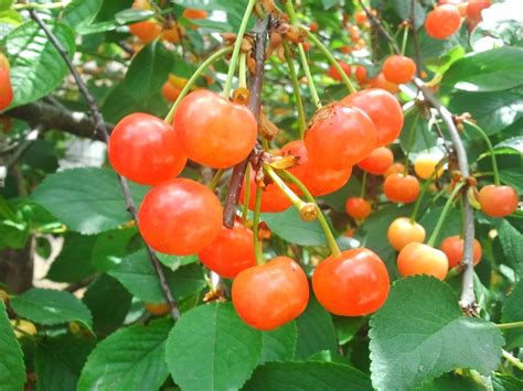 Cherry Tree Care Tips For Healthy And Happy Trees