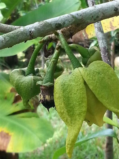 Daun durian belanda merupakan daun berukuran lebar dan juga panjang. Warisan PESAGI: POKOK DURIAN BELANDA DI BELAKANG RUMAH