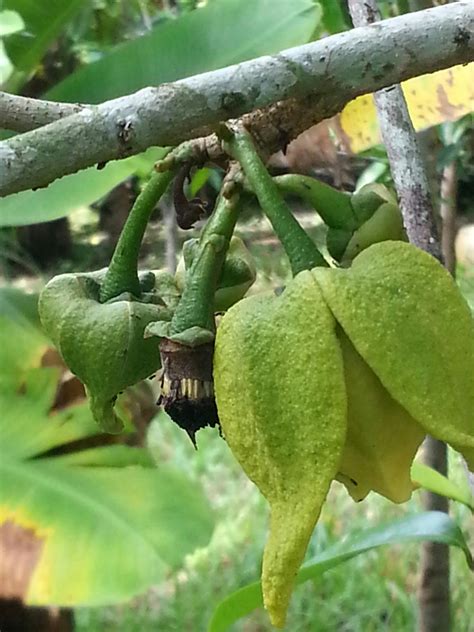 Grosir bibit durian bawor dengan harga yang lebih murah, dari pusat pembibitan dan penjualan bibit tanaman buah kelompok pembibitan tanaman buah kebonkliwon. Warisan PESAGI: POKOK DURIAN BELANDA DI BELAKANG RUMAH